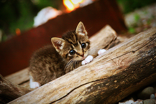 体育赛事激情四射,令人沉浸其中,体育竞技比赛视频