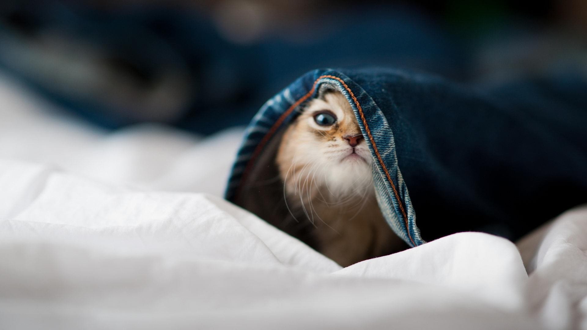 观众服务中心引进智能导览机器人,观众服务中心职责