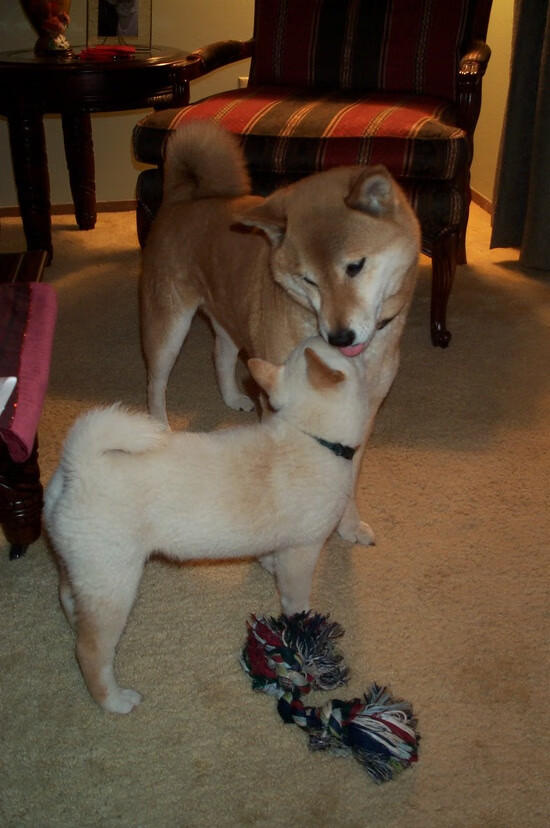 九游娱乐官网 (jiuyou)-意大利女队未来潜力巨大，意大利女球迷热烈庆祝夺冠