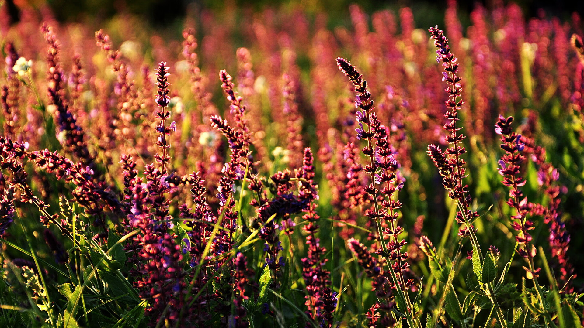 战术应变速度快面对变化迅速调整确保比赛节奏维持在优势端,战术的应用过程较量是战术的理论知识的掌握