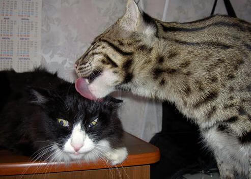 九游sports-欧洲杯赛场安全新措施，欧洲杯赛制规则-2021