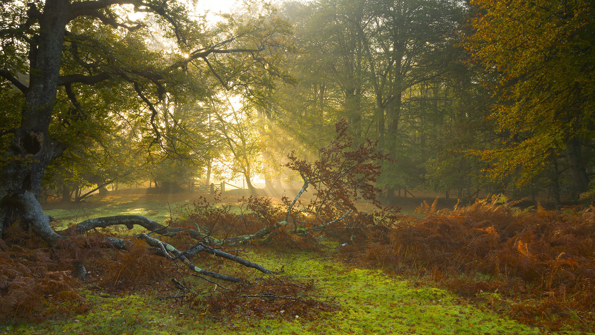 范奥特尔戴克50米蝶泳个人最佳再提升,范戴克凯尔特人
